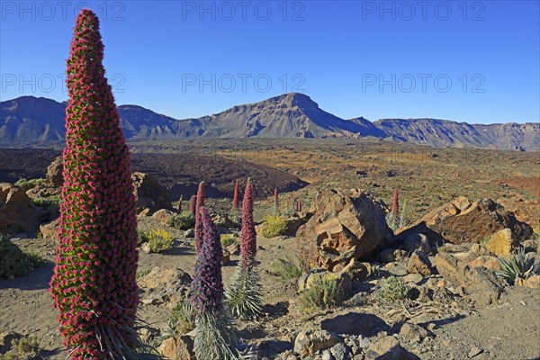 Tenerife bugloss (Echium wildpretii) in flower