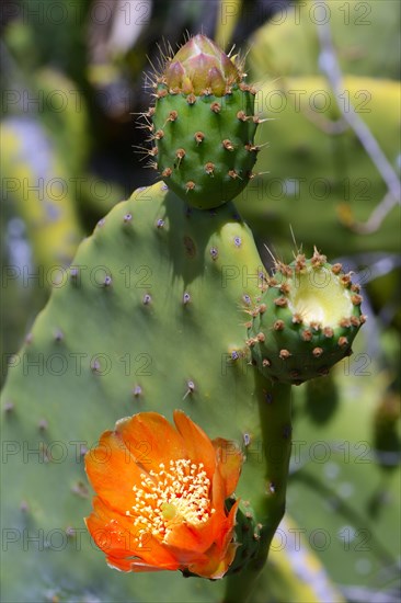 Prickly pear (Opuntia sp.)