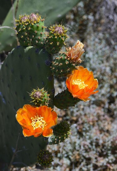 Prickly pear (Opuntia sp.)