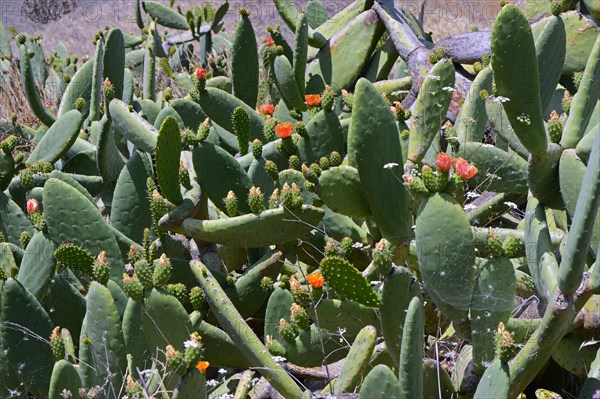 Prickly pear (Opuntia sp.)