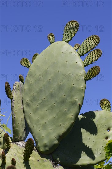 Prickly pear (Opuntia sp.)