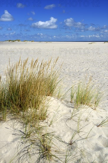 Dunes with European beachgrass (Ammophila arenaria)