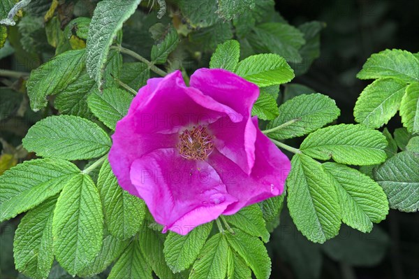 Rugosa Rose (Rosa rugosa)