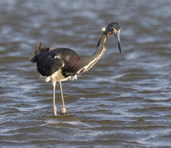 Tricolored heron (Egretta tricolor) hunting in shallow water