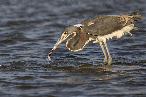 Tricolored heron (Egretta tricolor) with prey