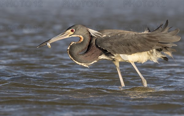 Tricolored heron (Egretta tricolor) with prey in shallow water