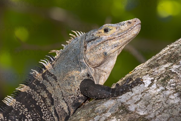 Black spiny-tailed iguana (Ctenosaura similis)