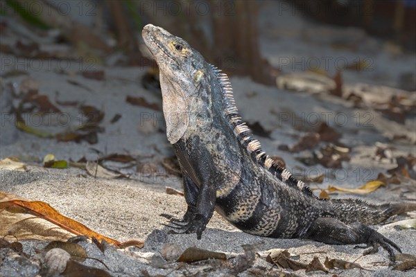 Black spiny-tailed iguana (Ctenosaura similis) in threatening posture