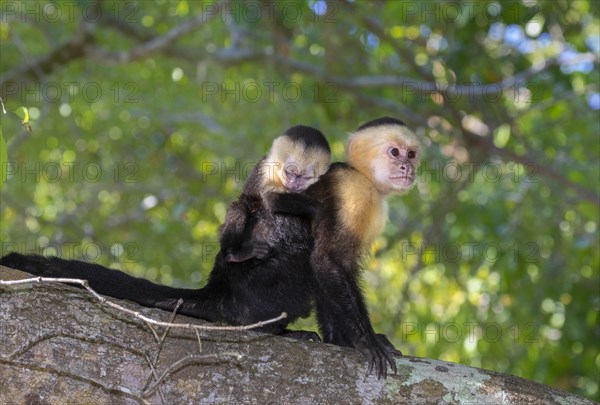 White-headed capuchin (Cebus imitator)