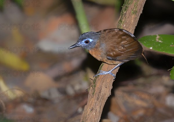 Chestnut backed antbird (Poliocrania exsul) looking for insects on the ground of rain forest