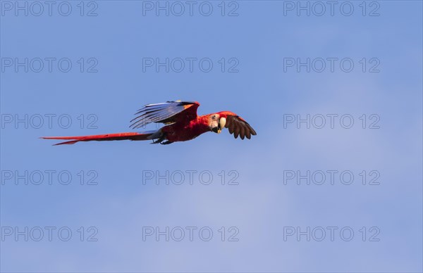 Scarlet Macaw (Ara macao) flying with a nut in the beak in blue sky