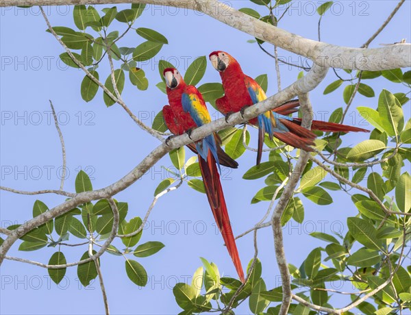 Scarlet Macaws (Ara macao)