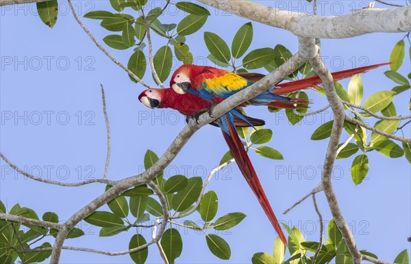 Scarlet Macaws (Ara macao)