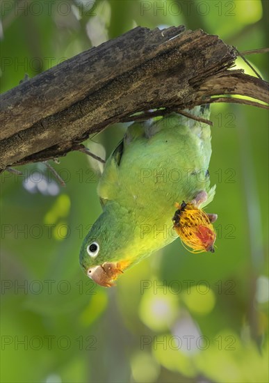 Orange-chinned parakeet (Brotogeris jugularis) eats a fruit hanging upside down on a branch