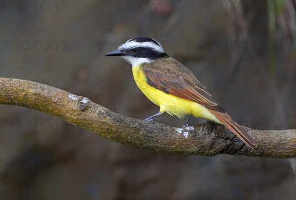 Great kiskadee (Pitangus sulphuratus) on a branch