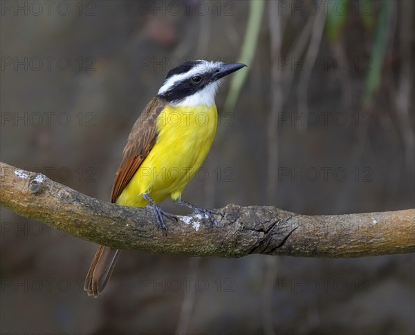 Great kiskadee (Pitangus sulphuratus) on a branch