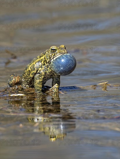 American toad (Anaxyrus americanus)