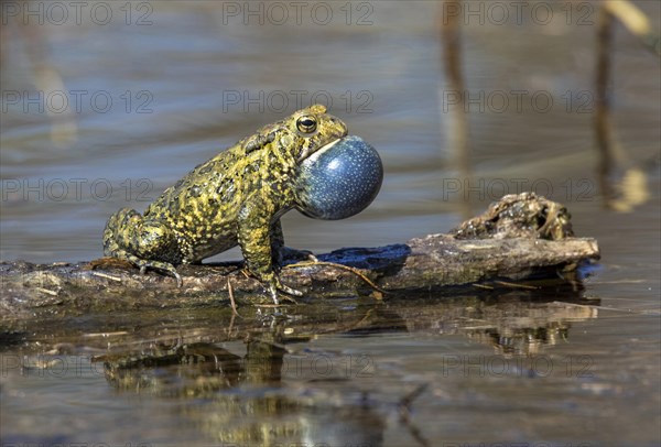 American toad (Anaxyrus americanus)