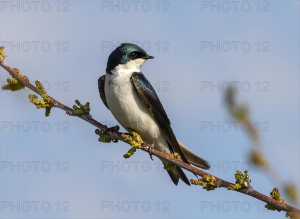 Tree swallow (Tachycineta bicolor)