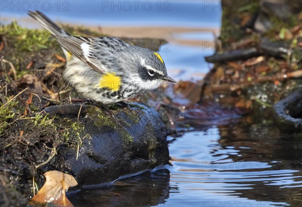 Yellow-rumped warbler (Setophaga coronata)