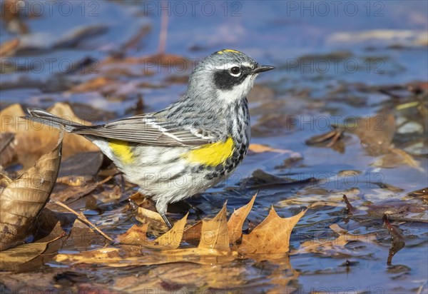 Yellow-rumped warbler (Setophaga coronata)