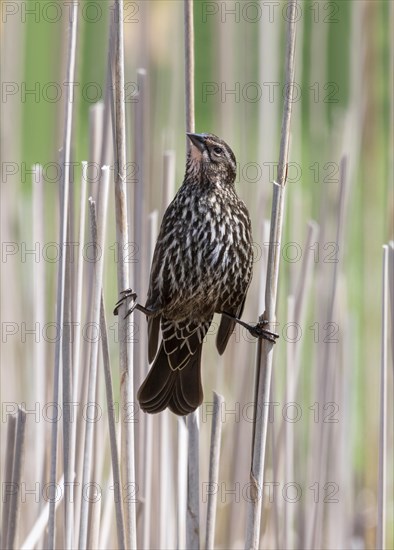 Red-winged blackbird (Agelaius phoeniceus)