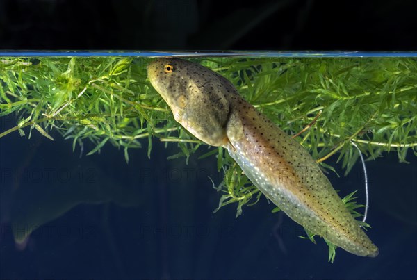 American bullfrog (Lithobates catesbeianus)