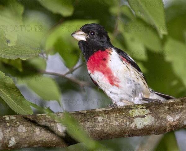 Rose-breasted grosbeak (Pheucticus ludovicianus)