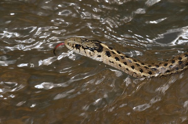 Western terrestrial garter snake (Thamnophis elegans) swimming in a forest stream