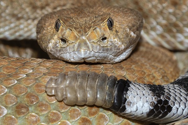 Red diamond rattlesnake (Crotalus ruber)