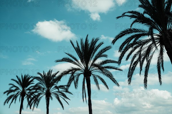 Silhouettes of Palms
