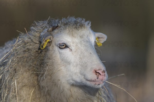Old domestic sheep breed Skudde in winter