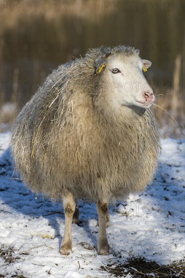 Old domestic sheep breed Skudde in winter