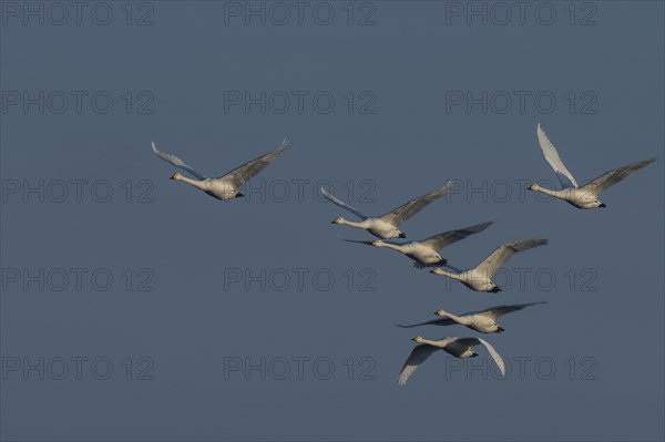 Whooper swans (Cygnus cygnus)