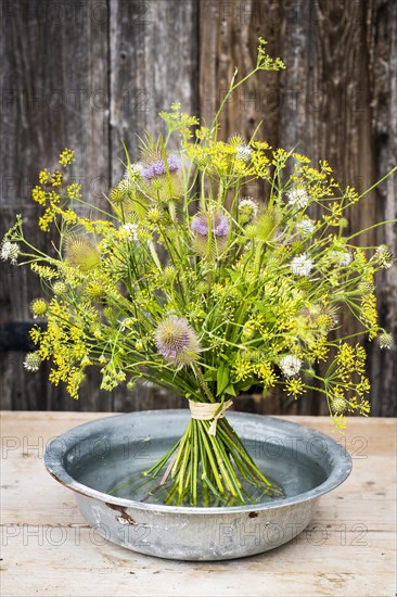 Wild teasels (Dipsacus fullonum)