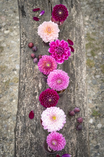 Dahlias (Dalia hybrids)