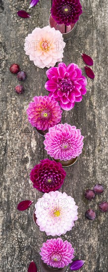 Dahlias (Dalia hybrids)