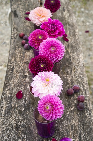 Dahlias (Dalia hybrids)