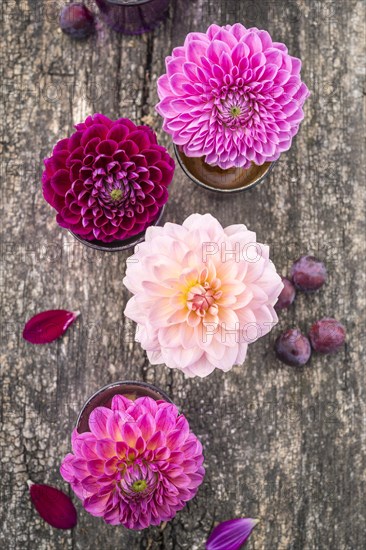 Dahlias (Dalia hybrids)