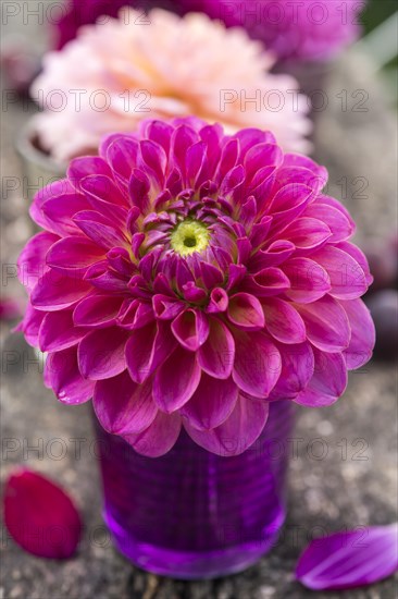 Dahlia (Dalia hybrids)