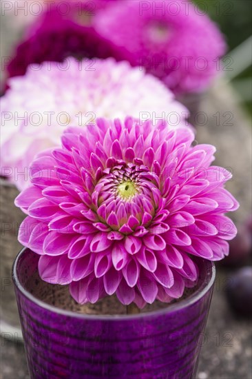 Dahlia (Dalia hybrids)