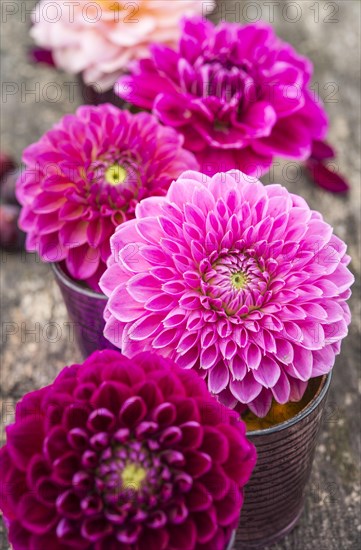 Dahlias (Dalia hybrids)