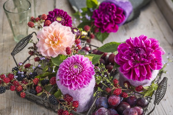 Dahlias (Dalia hybrids)