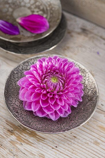 Dahlia (Dalia hybrids)