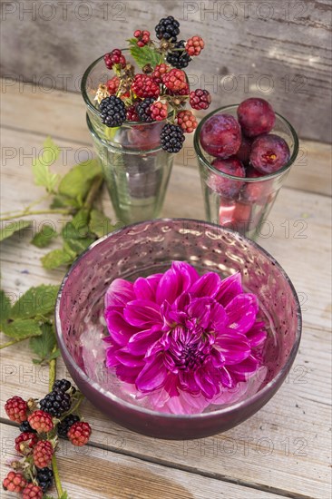 Dahlia (Dalia hybrids)