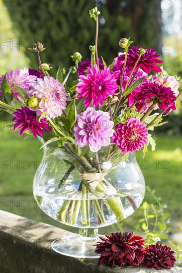 Dahlias (Dalia hybrids)