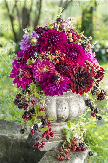 Dahlias (Dalia hybrids)