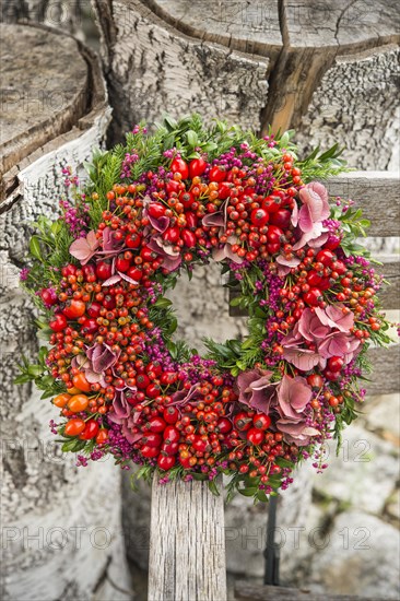 Autumn wreath tied to birch trunk with rosehip (Rosa canina)