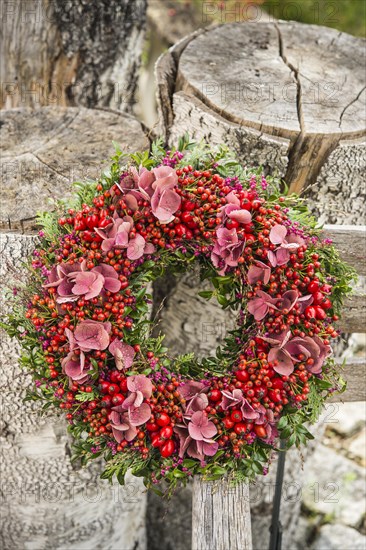 Autumn wreath tied to birch trunk with rosehip (Rosa canina)