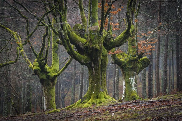 Gorbea Natural Park